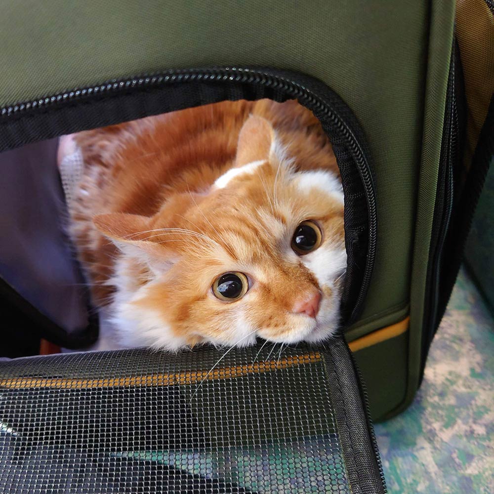 スタッフのお気に入り】vol7 猫好きスタッフが選ぶ、推し猫グッズ2