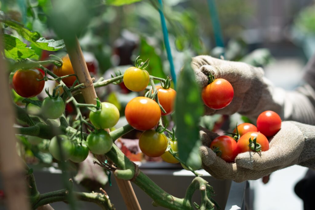 ミニトマトを収穫する画像