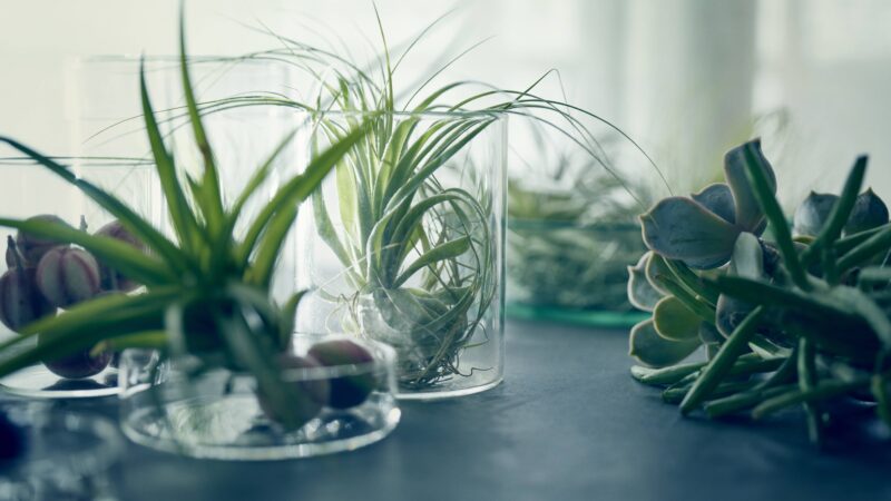 ガラスに生けた植物が並ぶ写真