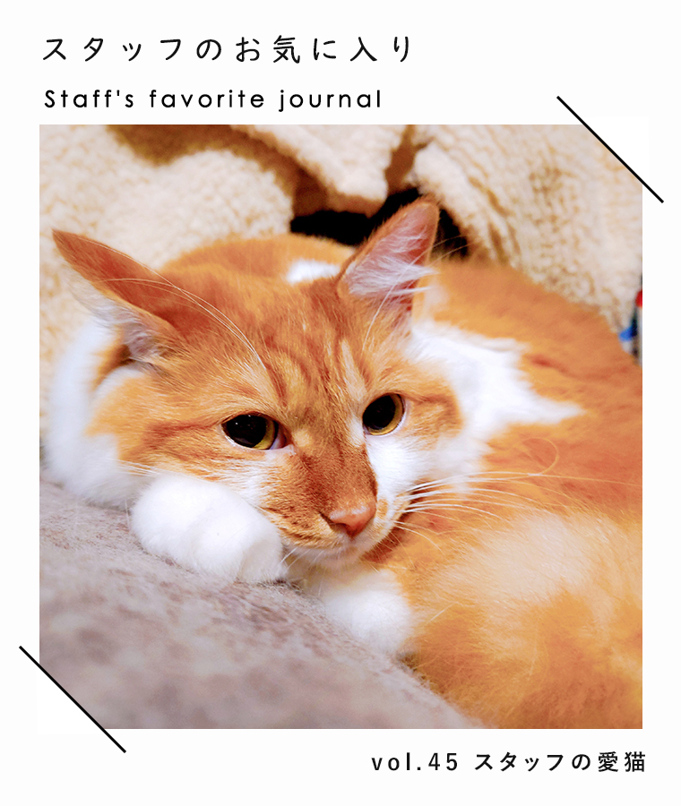 【 スタッフのお気に入り 】vol.45　スタッフの愛猫